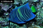 pomacanthus asfur pomacanthus asfur