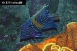 pomacanthus asfur pomacanthus asfur