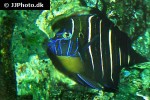 pomacanthus chrysurus pomacanthus chrysurus