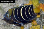 pomacanthus chrysurus pomacanthus chrysurus