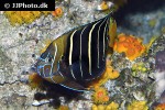 pomacanthus chrysurus pomacanthus chrysurus