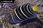 pomacanthus chrysurus pomacanthus chrysurus