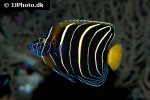 pomacanthus chrysurus pomacanthus chrysurus