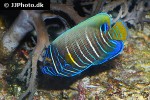 pomacanthus chrysurus pomacanthus chrysurus