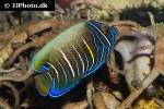pomacanthus chrysurus pomacanthus chrysurus