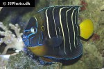 pomacanthus chrysurus pomacanthus chrysurus