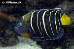 pomacanthus chrysurus pomacanthus chrysurus