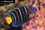 pomacanthus chrysurus pomacanthus chrysurus