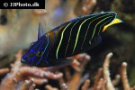 pomacanthus chrysurus pomacanthus chrysurus