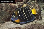 pomacanthus chrysurus pomacanthus chrysurus
