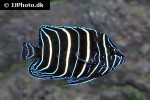 pomacanthus chrysurus pomacanthus chrysurus