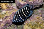 pomacanthus chrysurus pomacanthus chrysurus