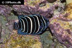 pomacanthus chrysurus pomacanthus chrysurus