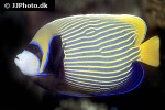pomacanthus imperator pomacanthus imperator