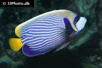 pomacanthus imperator pomacanthus imperator