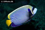 pomacanthus imperator pomacanthus imperator