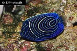 pomacanthus imperator pomacanthus imperator