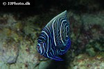 pomacanthus imperator pomacanthus imperator