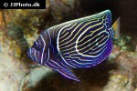 pomacanthus imperator pomacanthus imperator