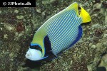 pomacanthus imperator pomacanthus imperator