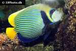 pomacanthus imperator pomacanthus imperator