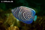 pomacanthus imperator pomacanthus imperator