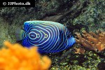pomacanthus imperator pomacanthus imperator