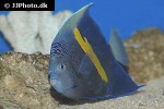 pomacanthus maculosus pomacanthus maculosus