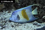 pomacanthus maculosus pomacanthus maculosus