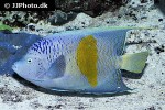 pomacanthus maculosus pomacanthus maculosus