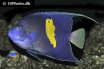 pomacanthus maculosus pomacanthus maculosus