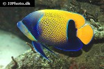 pomacanthus navarchus pomacanthus navarchus