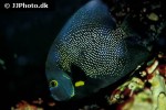 pomacanthus paru pomacanthus paru