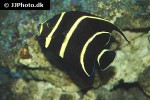 pomacanthus paru pomacanthus paru