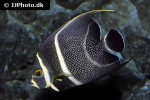 pomacanthus paru pomacanthus paru