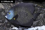 pomacanthus paru pomacanthus paru