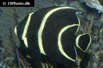 pomacanthus paru pomacanthus paru