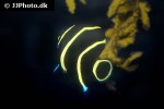 pomacanthus paru pomacanthus paru