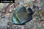 pomacanthus paru pomacanthus paru