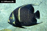 pomacanthus paru pomacanthus paru