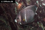 pomacanthus paru pomacanthus paru