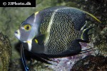 pomacanthus paru pomacanthus paru