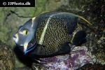 pomacanthus paru pomacanthus paru
