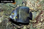 pomacanthus paru pomacanthus paru