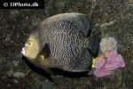 pomacanthus paru pomacanthus paru