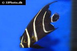 pomacanthus paru pomacanthus paru