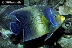 pomacanthus semicirculatus pomacanthus semicirculatus
