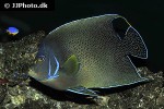 pomacanthus semicirculatus pomacanthus semicirculatus