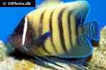 pomacanthus sexstriatus pomacanthus sexstriatus
