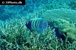 pomacanthus sexstriatus pomacanthus sexstriatus